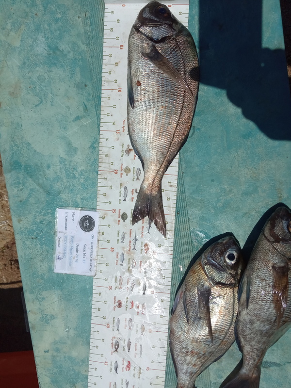 Fish Measure Picture
