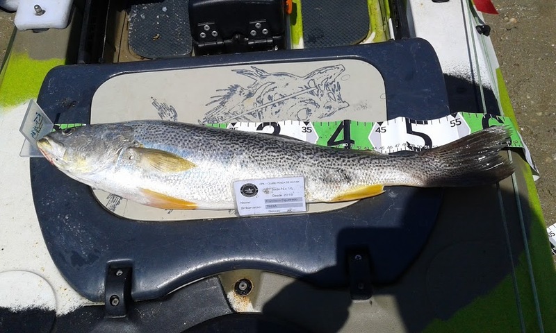 Fish Measure Picture
