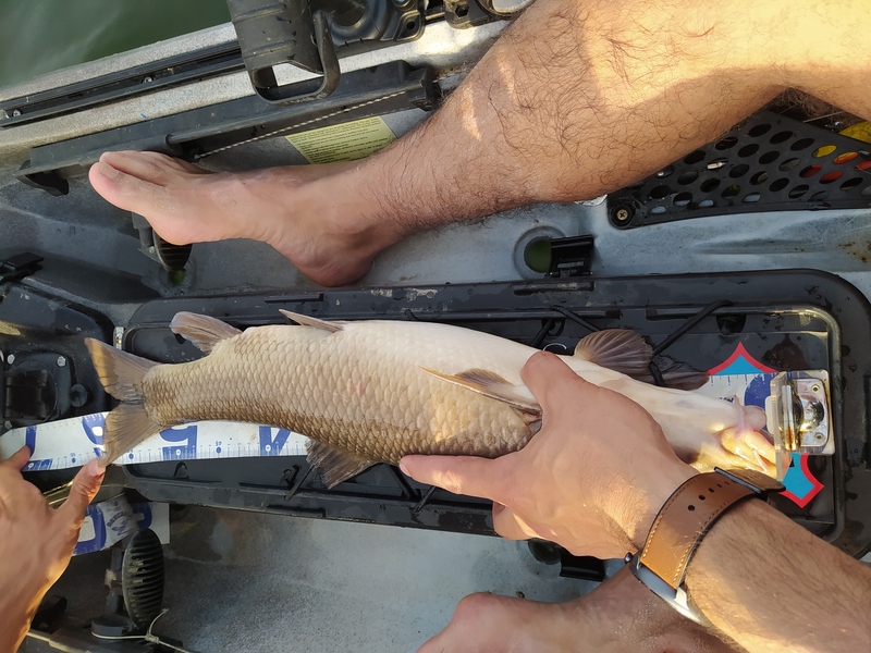 Fish Measure Picture