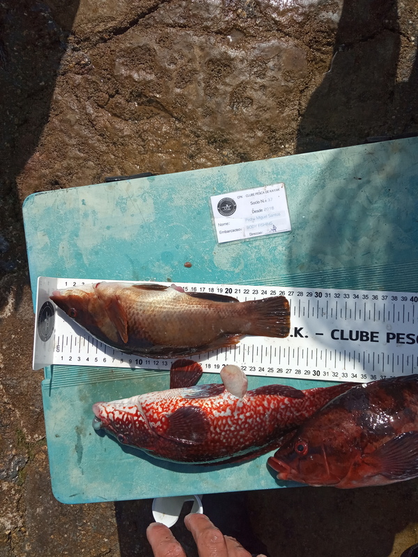 Fish Measure Picture