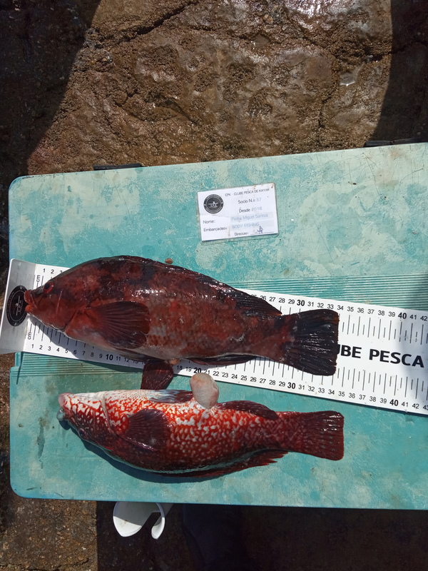 Fish Measure Picture