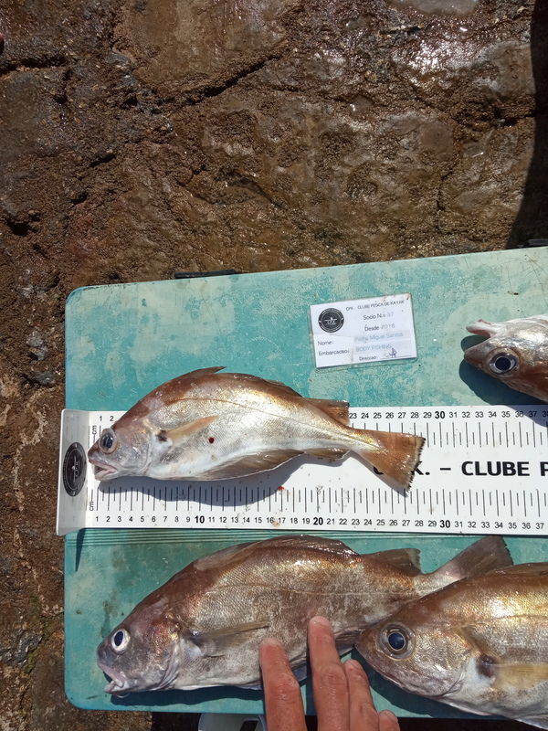 Fish Measure Picture