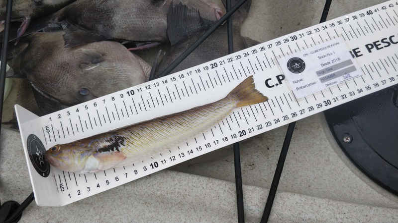 Fish Measure Picture