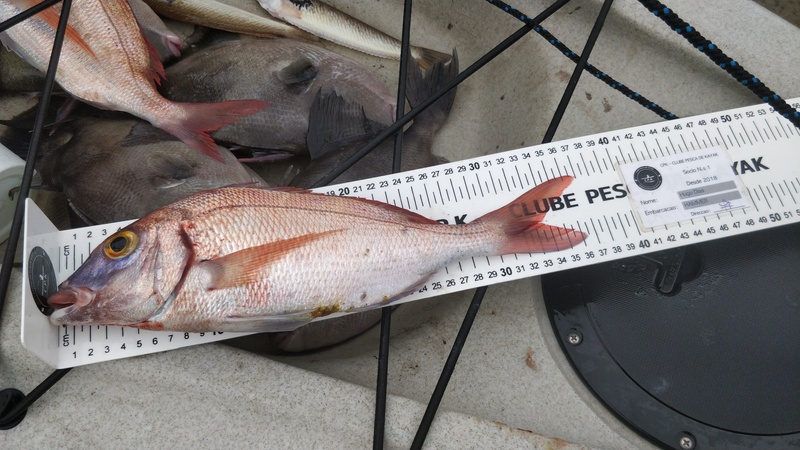 Fish Measure Picture