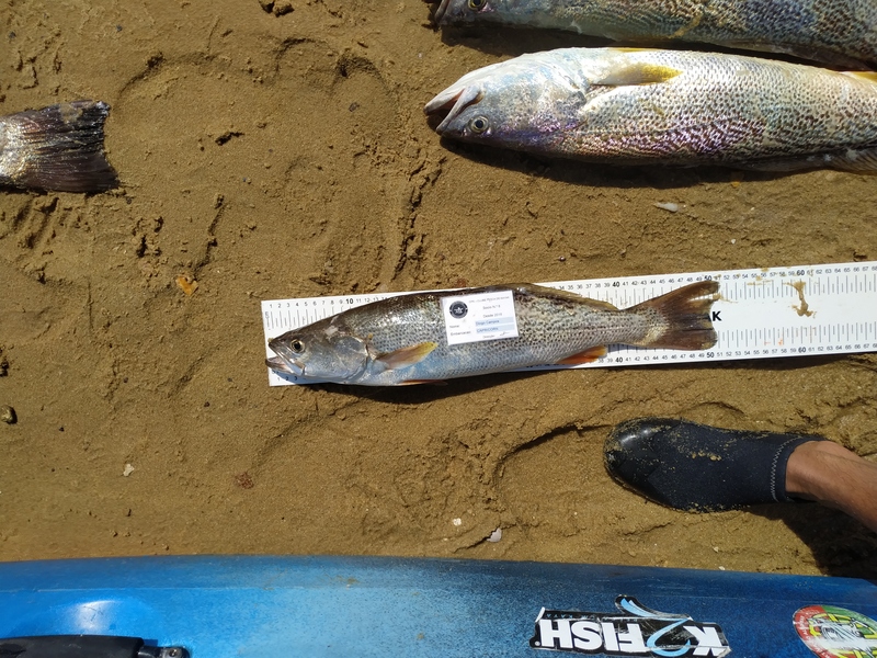 Fish Measure Picture