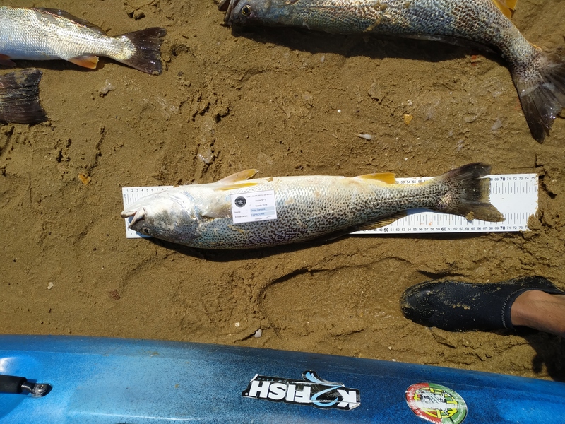 Fish Measure Picture