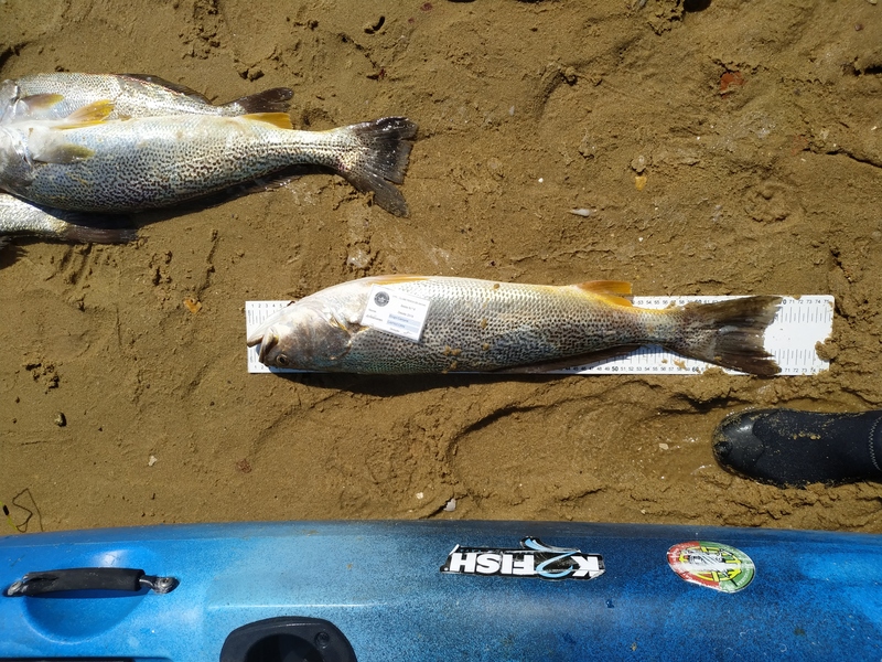 Fish Measure Picture