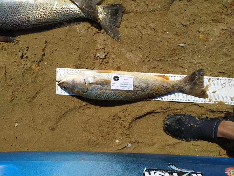 Fish Measure Picture