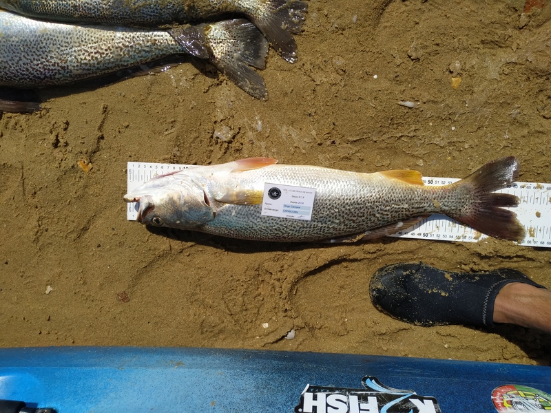 Fish Measure Picture