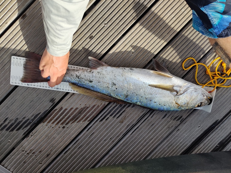 Fish Measure Picture