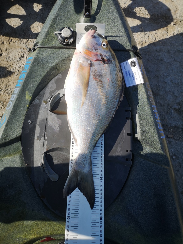 Fish Measure Picture
