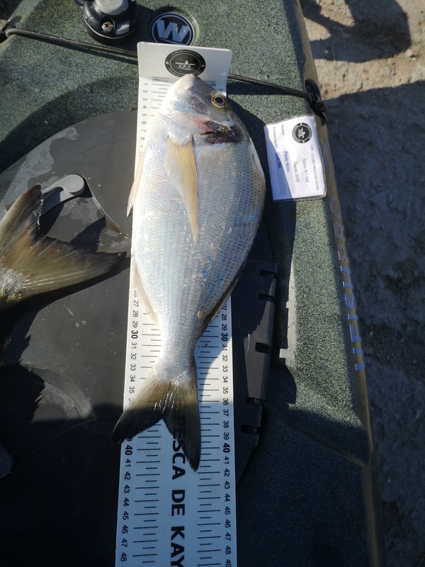 Fish Measure Picture