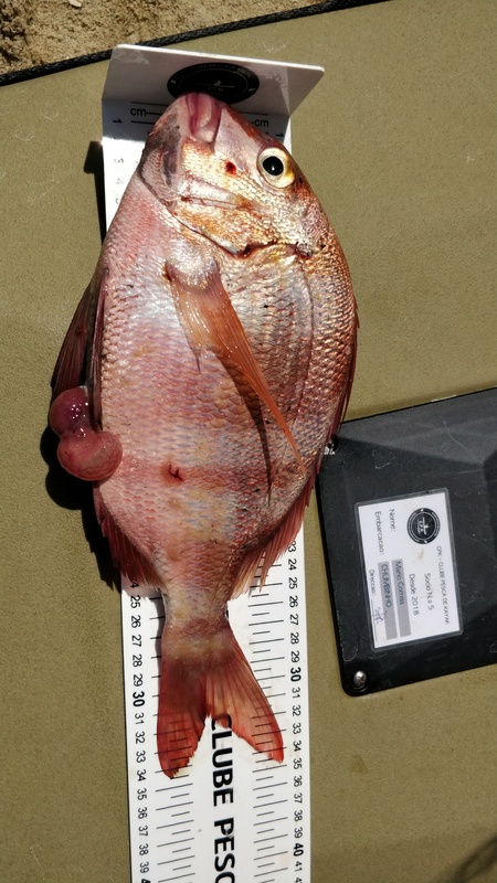 Fish Measure Picture