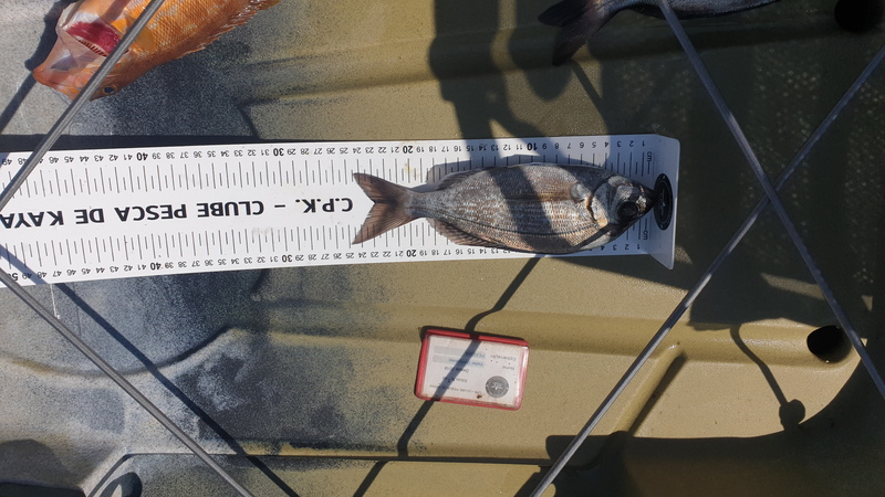 Fish Measure Picture