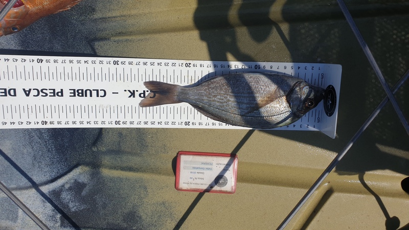 Fish Measure Picture