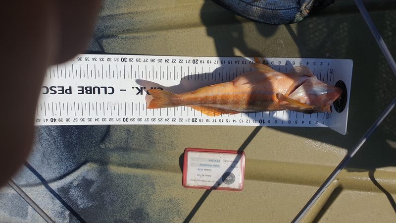 Fish Measure Picture