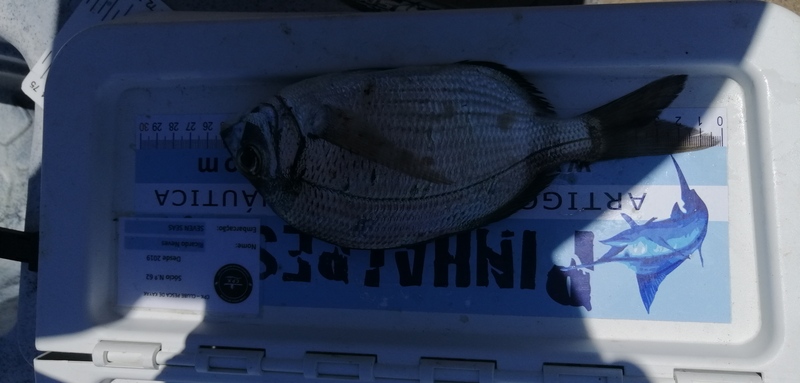 Fish Measure Picture