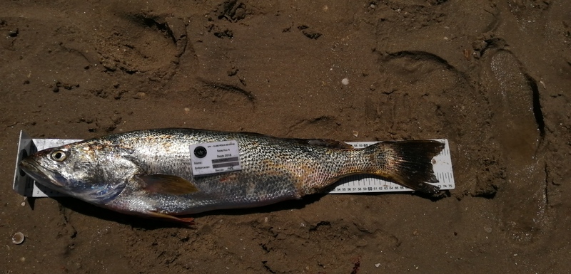 Fish Measure Picture