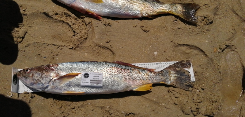 Fish Measure Picture