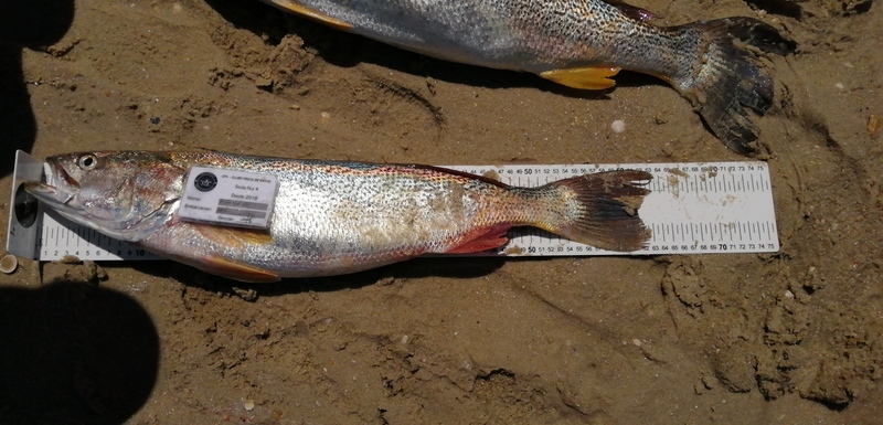 Fish Measure Picture