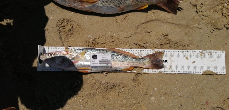 Fish Measure Picture