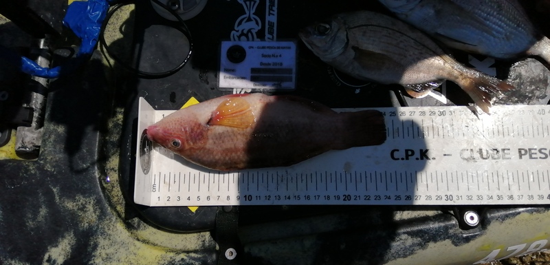 Fish Measure Picture