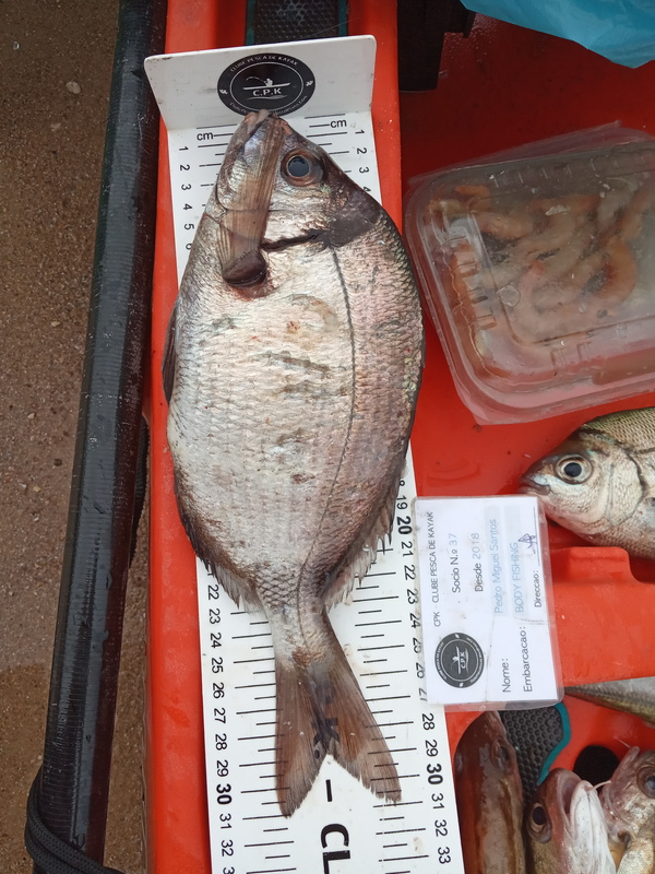 Fish Measure Picture