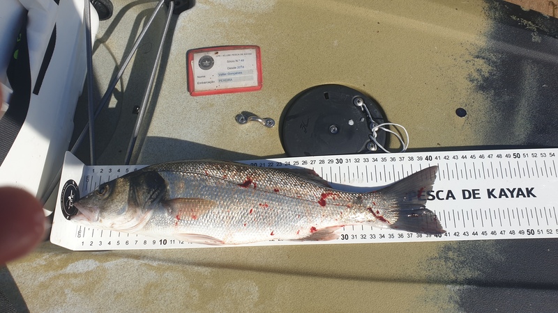 Fish Measure Picture