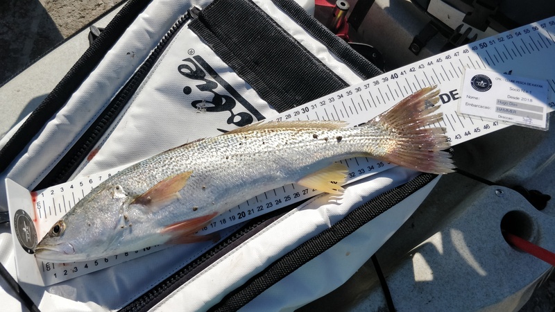 Fish Measure Picture