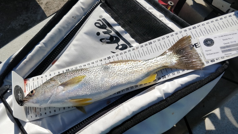 Fish Measure Picture