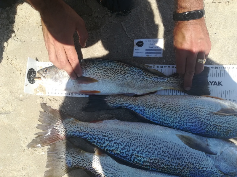 Fish Measure Picture
