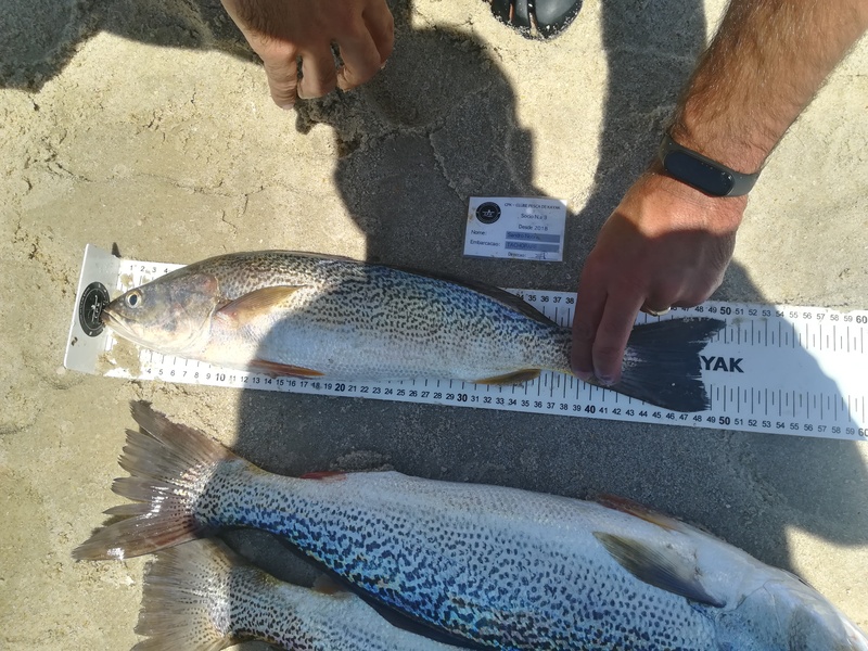 Fish Measure Picture