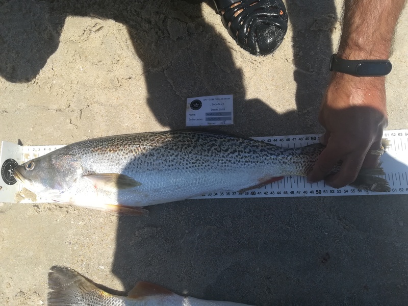 Fish Measure Picture