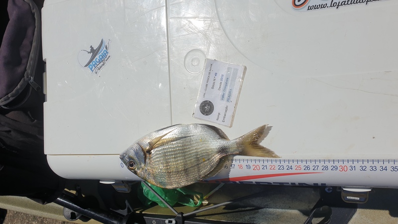 Fish Measure Picture
