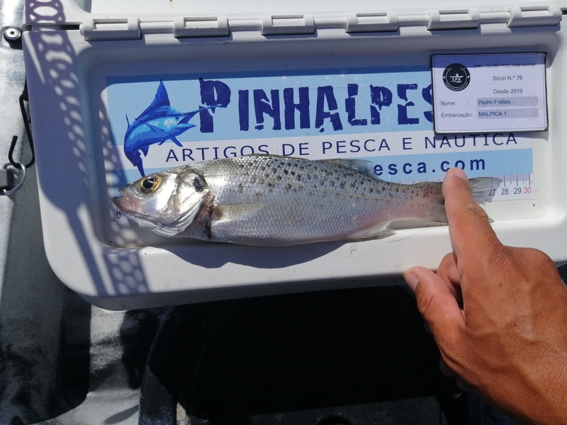 Fish Measure Picture
