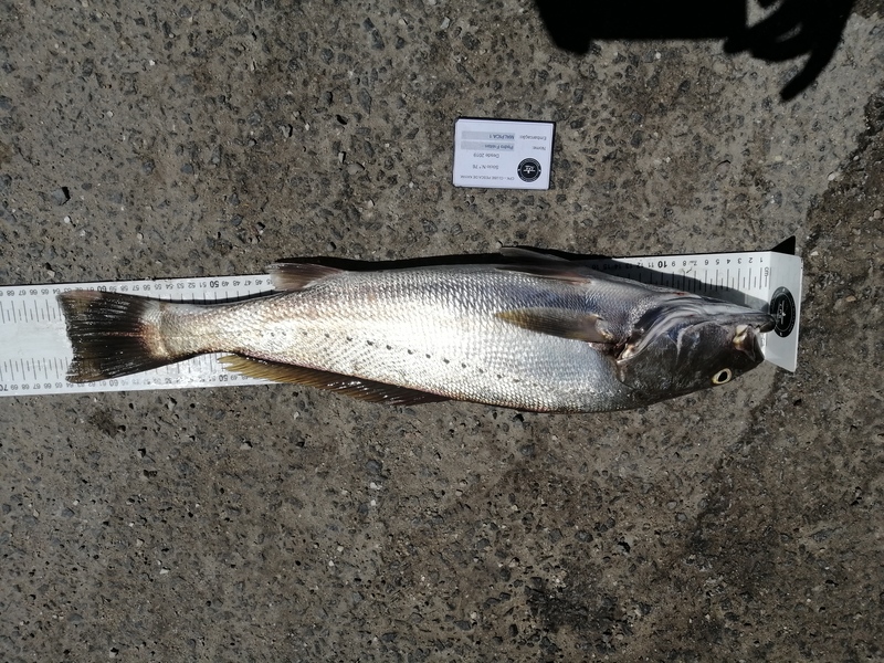 Fish Measure Picture