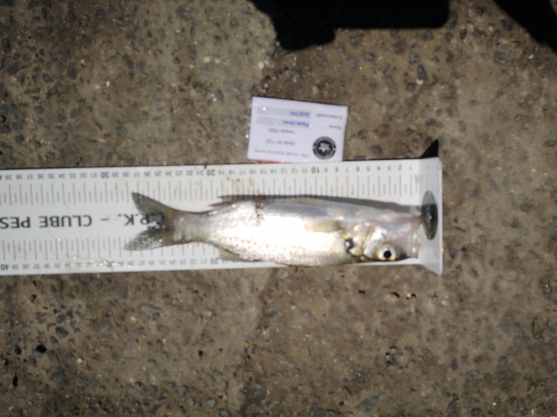 Fish Measure Picture