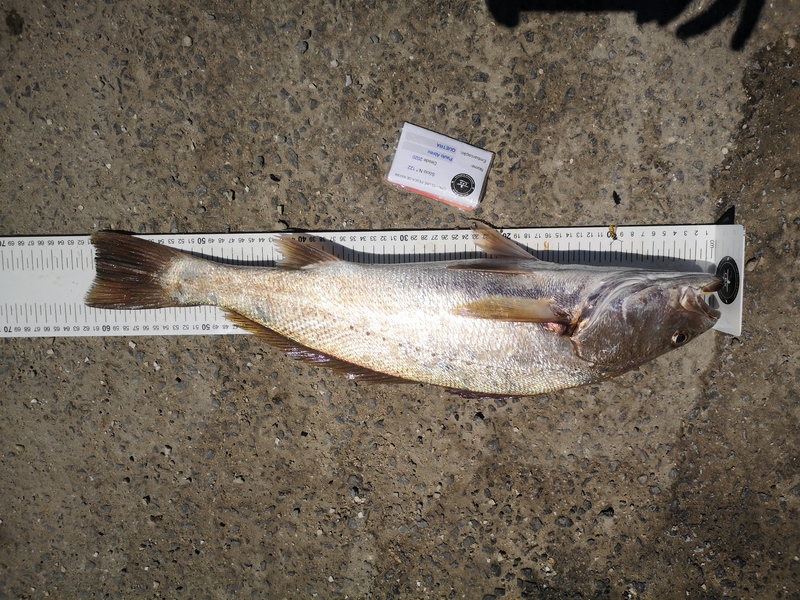 Fish Measure Picture
