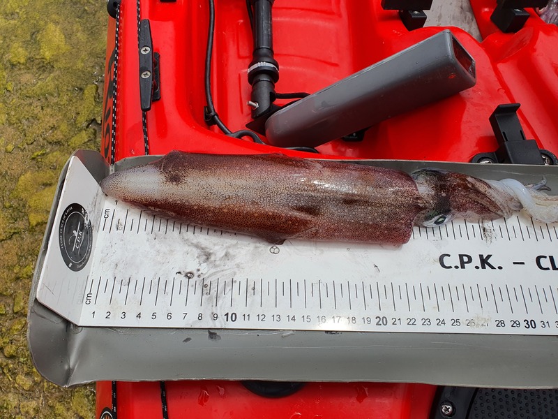 Fish Measure Picture