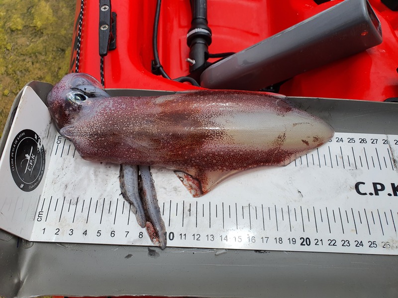Fish Measure Picture