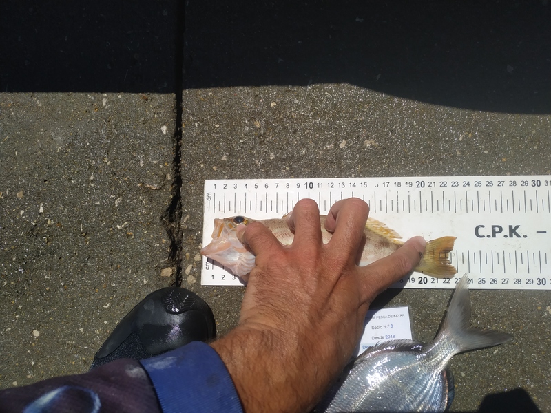 Fish Measure Picture