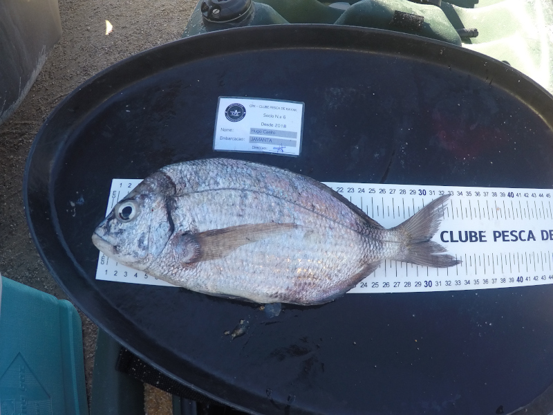 Fish Measure Picture
