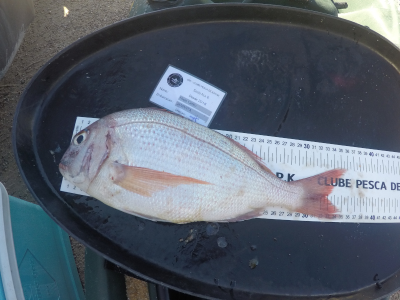 Fish Measure Picture