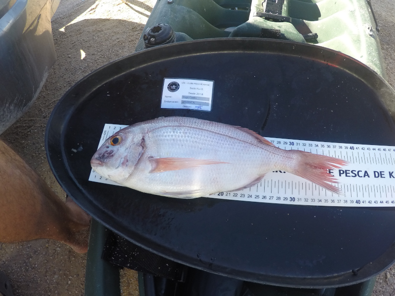 Fish Measure Picture