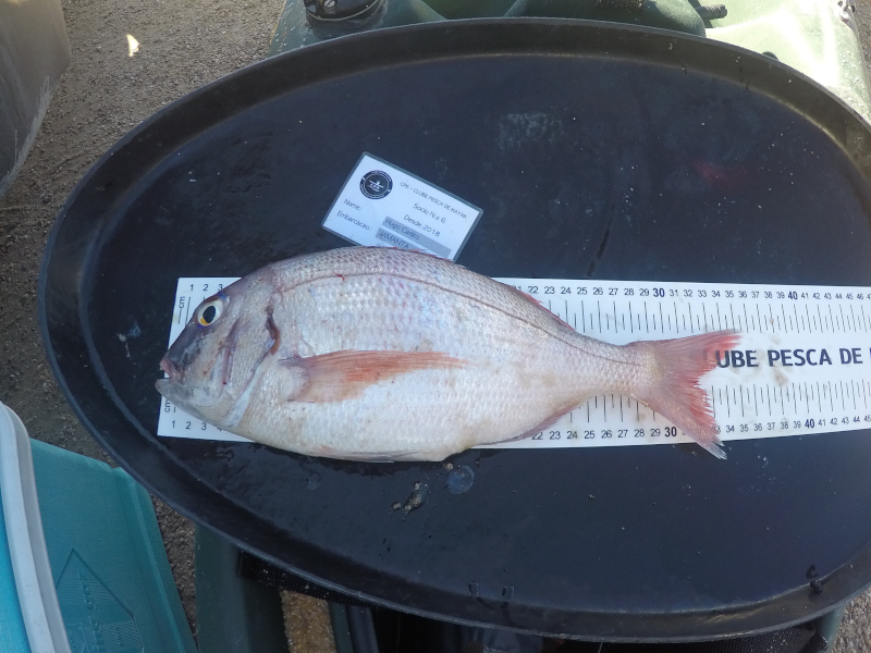 Fish Measure Picture