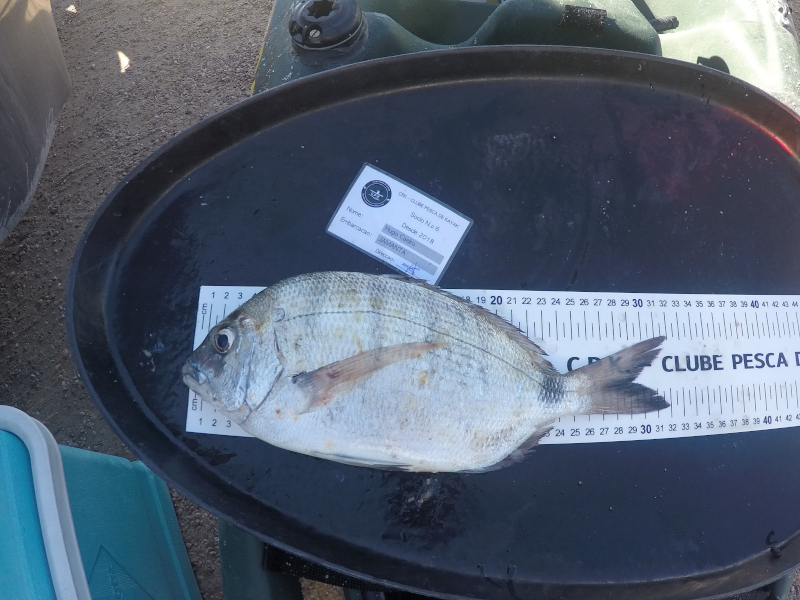 Fish Measure Picture
