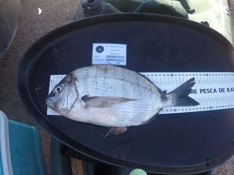 Fish Measure Picture