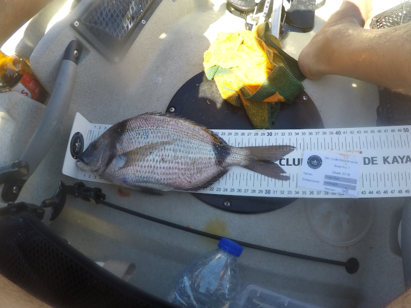 Fish Measure Picture