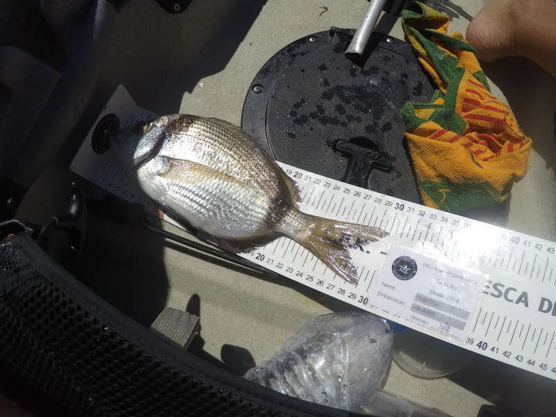 Fish Measure Picture