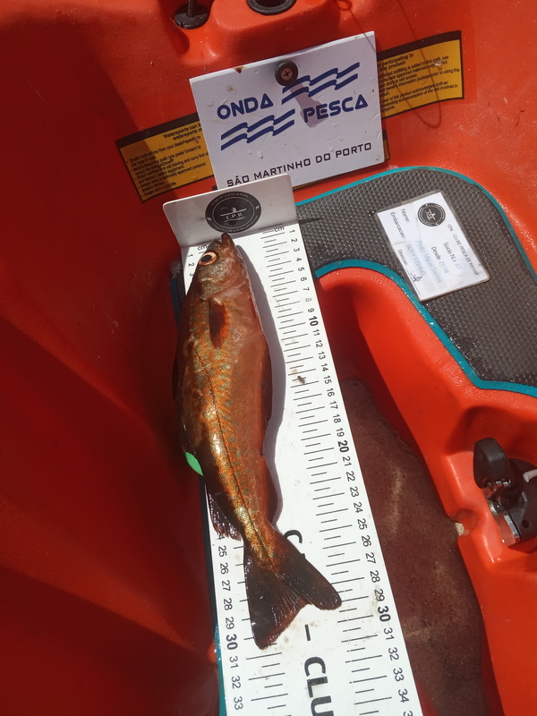 Fish Measure Picture